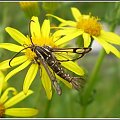 Pyropteron trannuliformis (Frayer , 1843) . Miejsce : obok torów kolejowych . Miejscowość : Piaski Wielkopolskie .