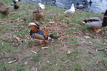 Mandarynka #kaczki #mandarynki #ptaki