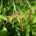 Szablak przepasany ( górski ) - Sympetrum pedemontanum . Miejsce : nad rzeką Obra . Miejscowość : Talary .