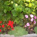 Niecierpek #działka #niecierpek #kwiaty #ogród