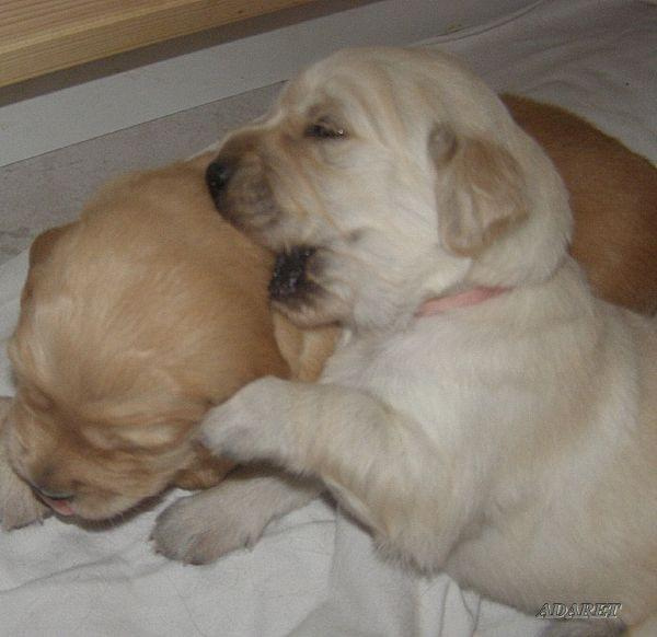 :) mała Duka :) #GoldenRetrieverSzczeniakSuka