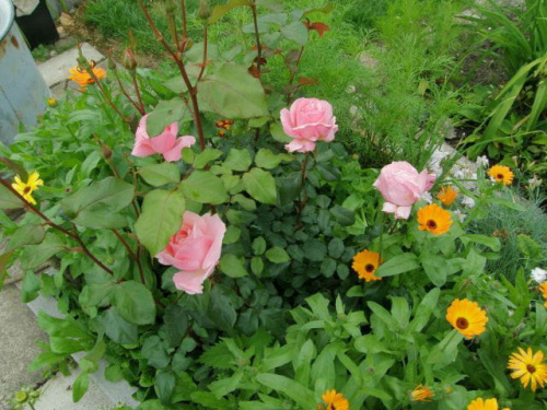 Qeen Elisabeth #kwiaty #róże