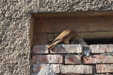 Moi sąsiedzi życzą Wam pięknego weekendu ;) #gniazdo #pisklęta #pustułki