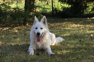 #BiałyOwczarekSzwajcarski #BiałeOwczarkiSzwajcarskie #OwczarekDługowłosy #BiałyOwczarek #HodowlaFCI #ZChatyLeona #StareSiołkowice #GminaPopielów