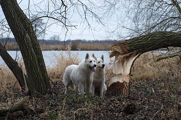 #BiałyOwczarekSzwajcarski #BiałeOwczarkiSzwajcarskie #OwczarekDługowłosy #BiałyOwczarek #HodowlaFCI #ZChatyLeona #StareSiołkowice #GminaPopielów
