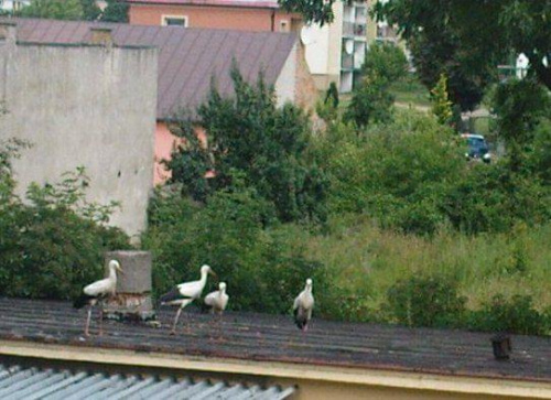 Bocianica przyprowadziła młode do "stołówki":)