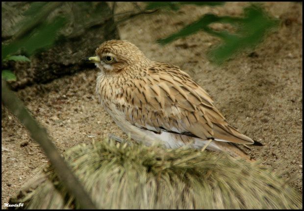 W poznańskim zoo