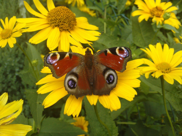 Motyl na moim ogródku. Zdjęcie robione telefonem LG ku990i. #motyl #kwiaty #CzerwonyMotyl #motylek