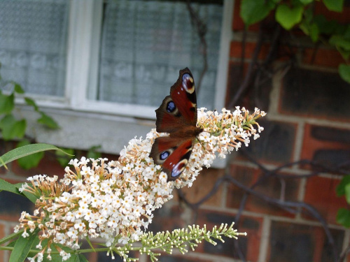 Rusałka pawik na motylniku.
Rusałka pawik-Nymphalis io ->Nymphalidae->rusałkowate #MotyleNatura