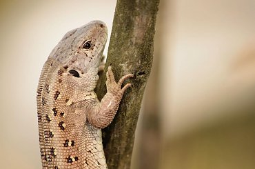 zwinka #jaszczurka #gad #zwinka #samica