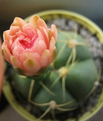 #Gymnocalycium