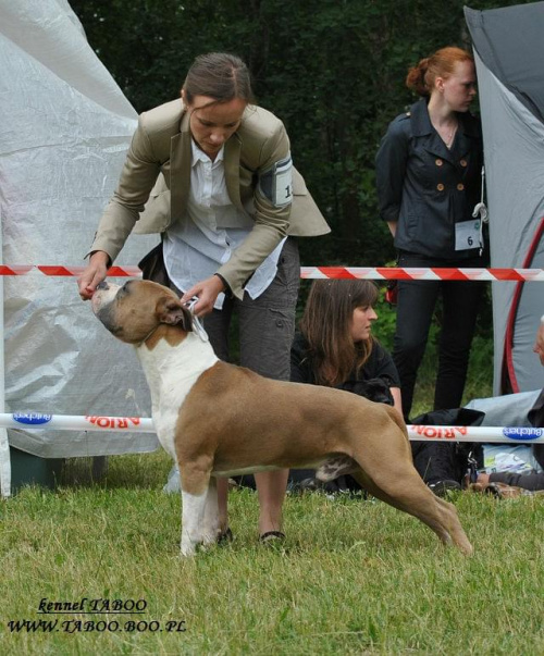 #AmericanStaffordshireTerrier #amstaff #pies #wystawa