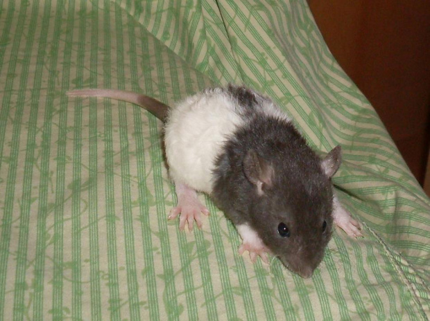 SZCZURY