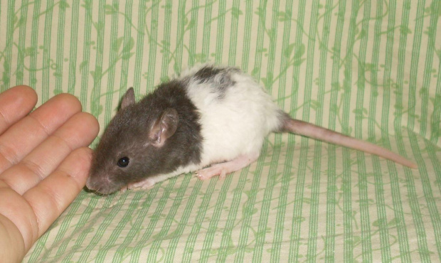 SZCZURY