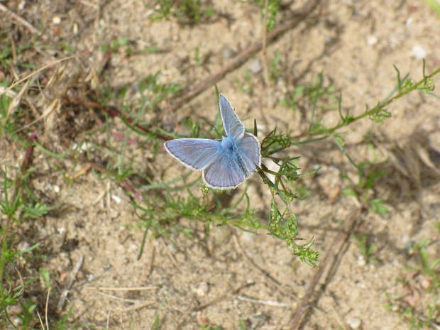 Modraszek ikar-Polyommatus icarus->Lycaenidae->modraszkowate
Gdy już zniechęcony wracałem z "łowów", niespodziewanie przysiadł przede mną oto ten piękny motyl. #motyle