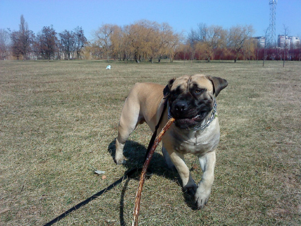 boerboel Shek Xanti Land Szejk #BoerboelShekXantiLandSzejkPolska