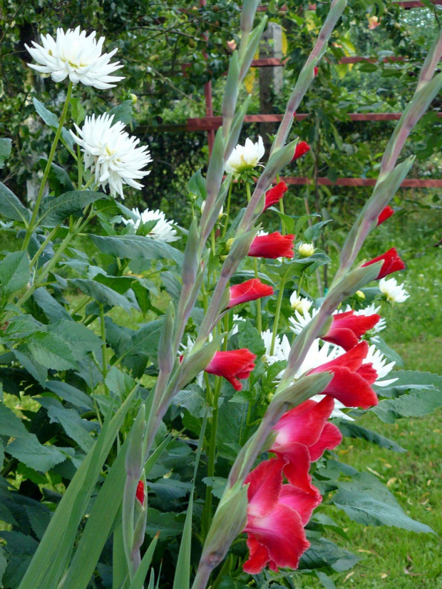 Gladiole i dalia