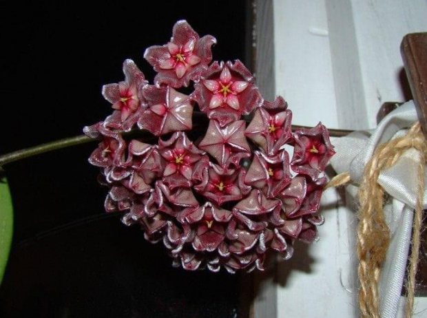 Hoya pubicalyx