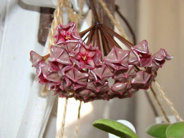 Hoya pubicalyx