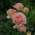 Abraham Darby #róże