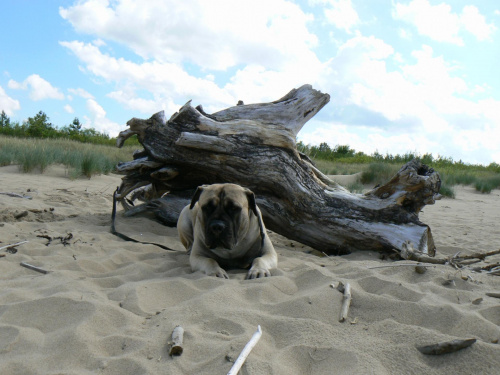 boerboel Shek Xanti Land Polska Gdańsk mastif afrykański