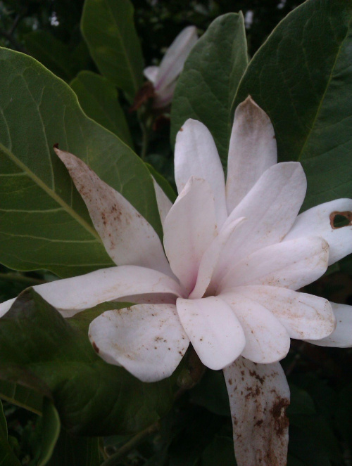 Magnolia w lipcu