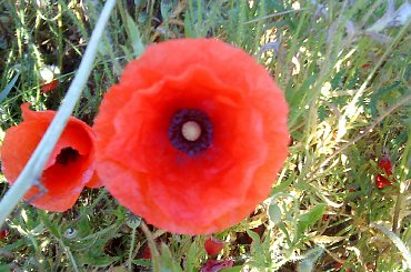 Zdjęcia zrobione telefonem #krajobrazy #koty #ZachódSłońca #kwiaty