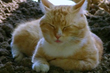 Kotek Pimpuś #kot #zwierzęta #wioska