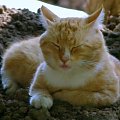 Kotek Pimpuś #kot #zwierzęta #wioska