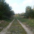 Spacer po lasach Białkowa
październik 2008 #Spacer #Białkowo #Drwęca #las