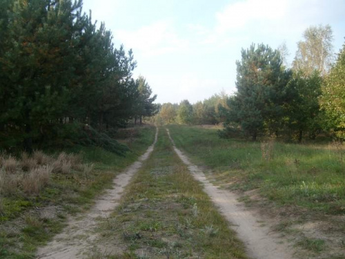 Spacer po lasach Białkowa
październik 2008 #Spacer #Białkowo #Drwęca #las