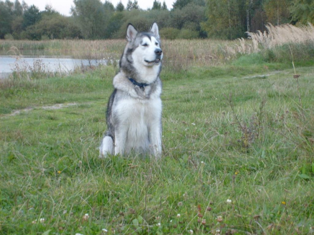 Masza #AlaskanMalamute #pies