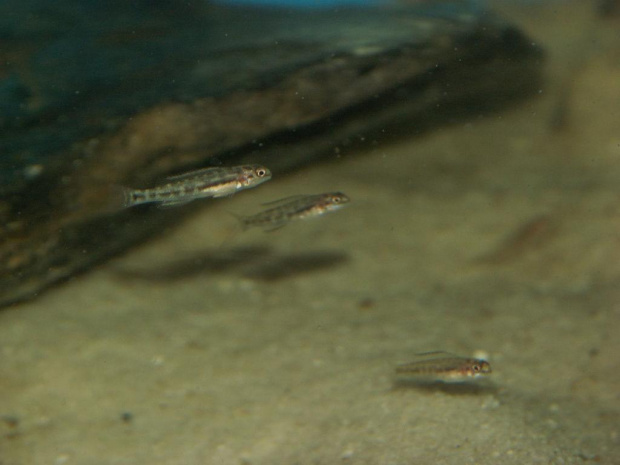 Narybek Telmatochromis vittatus