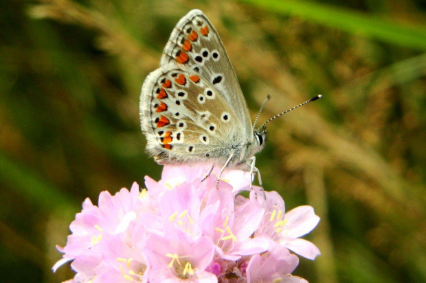 Modraszek Argus #motyl #makro #owad