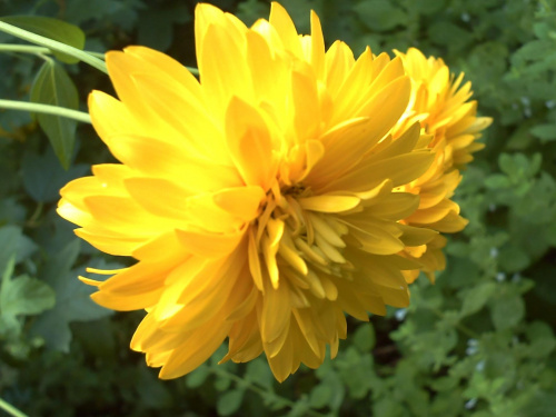#makro #żółć #kwiat #naświetlenie