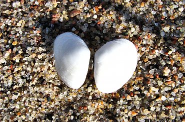 #morze #muszla #piasek #serce