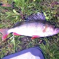perch