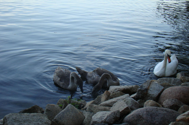 MITSUMANIAKI ZACHODNIOPOMORSKIE