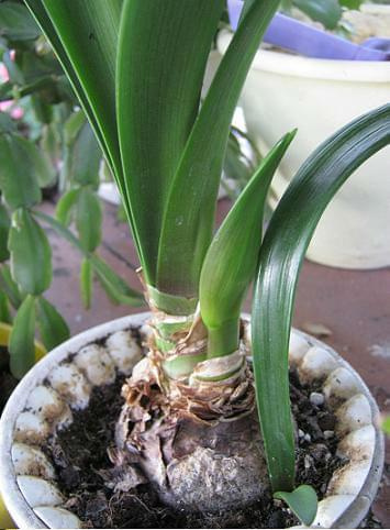 pączek #hippeastrum