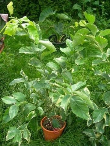 cytryna variegata