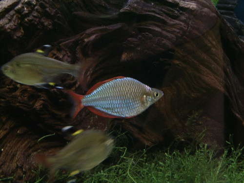 ryby #tęczanka
