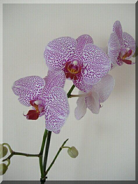 Phalaenopsis