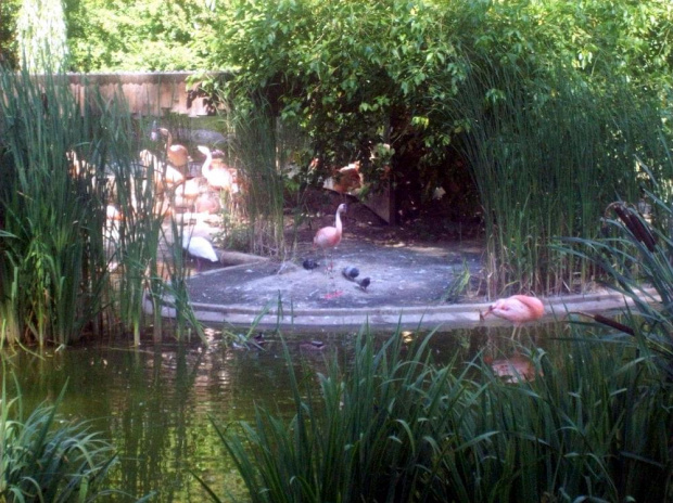 Ibis czczony, warzęcha czrwonolica, czerwonak chiliński #warszawa #zoo #zwierzęta