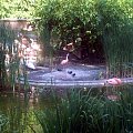 Ibis czczony, warzęcha czrwonolica, czerwonak chiliński #warszawa #zoo #zwierzęta