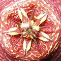 stapelia