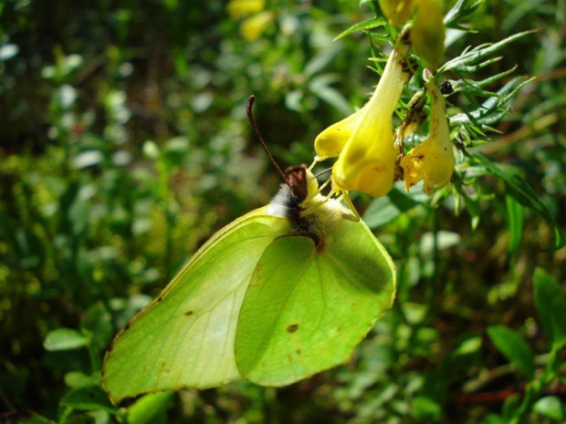 ..i jeszcze troszkę bliżej #motyl