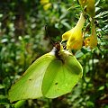 ..i jeszcze troszkę bliżej #motyl