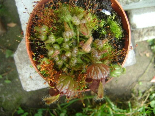 Cephalotus follicularis