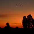 Zachód słońca ze sznurem ptaków