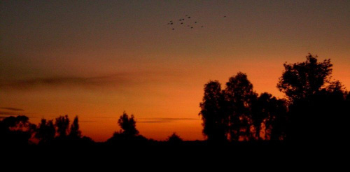 Zachód słońca ze sznurem ptaków